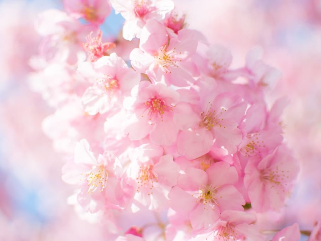 桜の開花予想