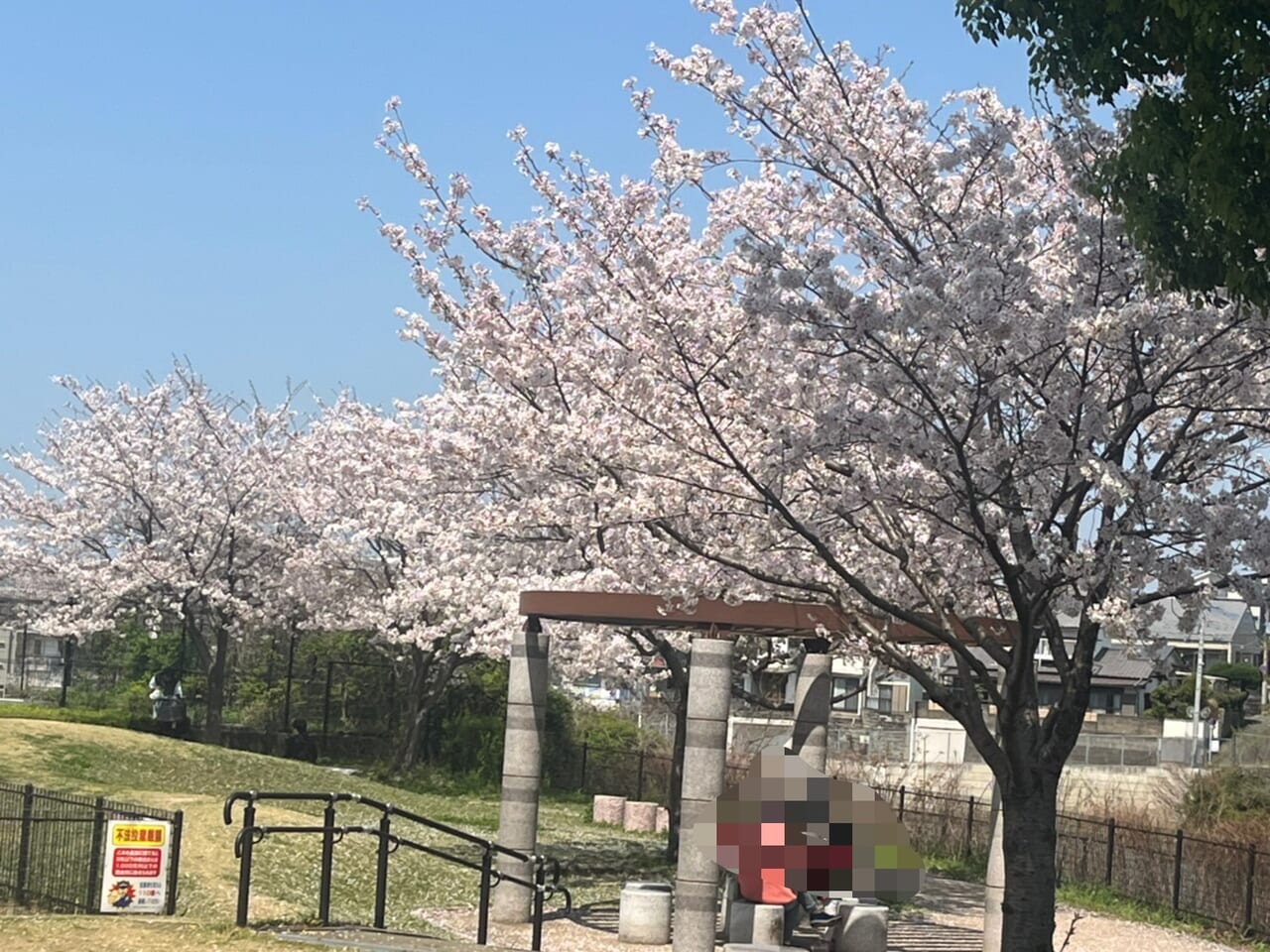 桧原桜公園