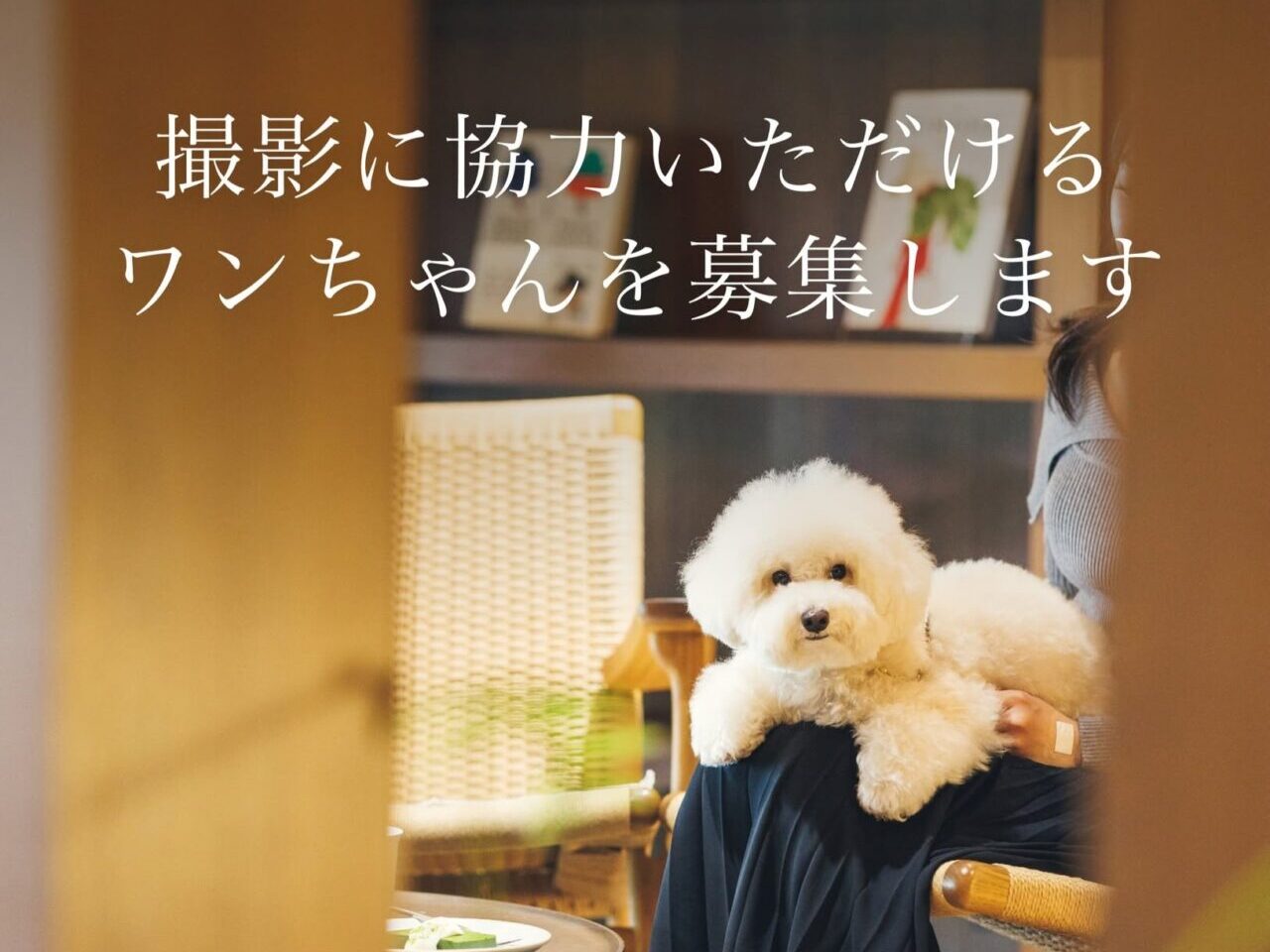 エルプラスヒラオ　ワンちゃんモデル募集